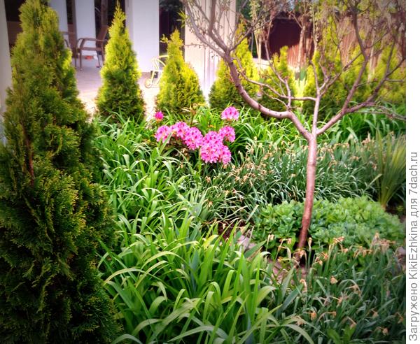 Нарциссы отцвели  и Рододендрон хоть и страдает от чего-то но всё-таки цветёт и великолепно солирует!