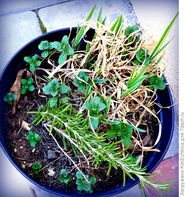 Такая   сочная зелень   мяты  создаёт  прекрасное настроение. Сегодня мяте усекла верхушки, надеюсь на яркий пучок внутри горшка среди лета. Приткнутый   черенок розмарина за холодный  период прекрасно укоренился! И в стороне появляется новые  побеги    Фаляриса-Канареечника...