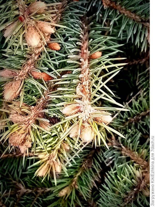 Не  помню  во что  вырастут эти кончики на веточках ёлки...