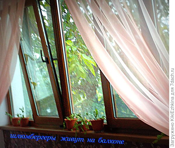 Пока Шлюмбергеры живут и подрастают на балконе...