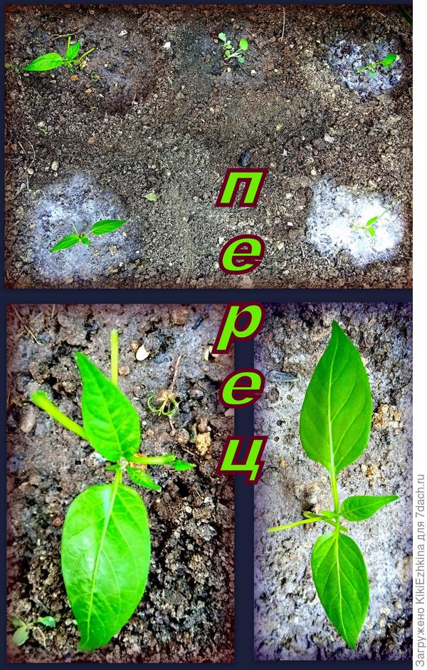 Что это будет за сорт- понятия не имею... Даже не знаю будут ли они сладкими или горькими...