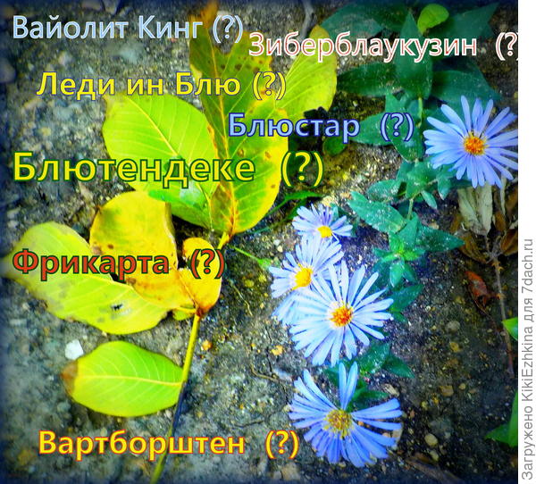 Как  разобраться  в определении сорта?