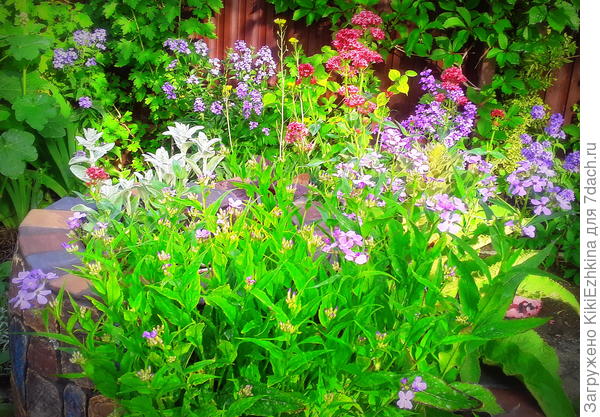 Цветение прошлого сезона. Сейчас  пока ещё к цветению  только собирается: просто набрал ,но не распустил головки цветоносов...