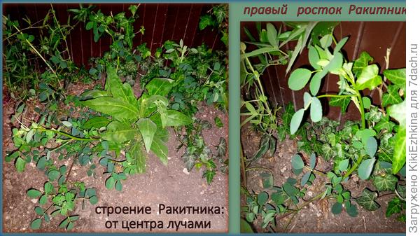 Пока так мал,что берут сомнения - стричь ли его вообще?   Но   его родич у дорожки уже распрощался  с макушками...
