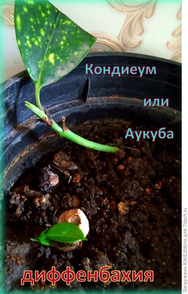 Медленный рост  моих черенков...