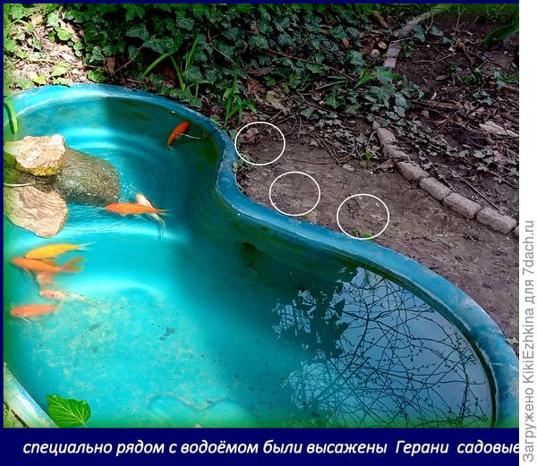 Слава Богу- рыбки пока  живы, а Геранькам не повезло!