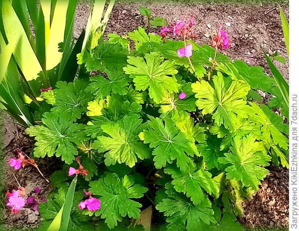 Разрастается  Герань садовая (правда цветёт не обильно!)