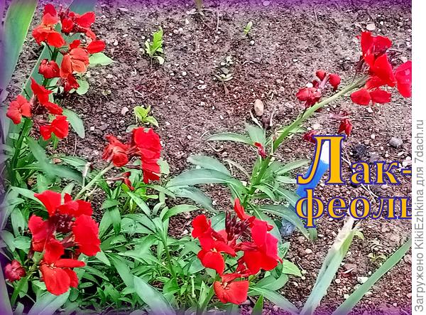 Уже  удалось нарастить два куста желтофеоли, и приткнула третий  черенок- надеюсь постепенно размножить в рядочек...