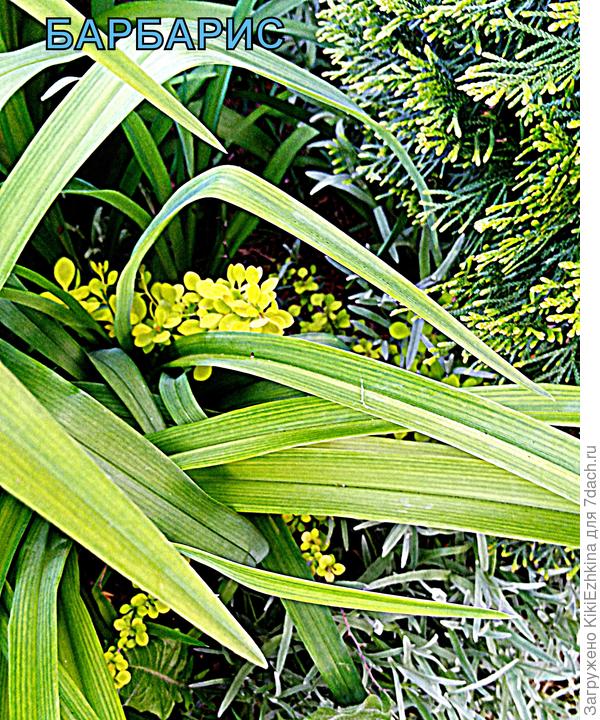 Мой задавленный  в мае Барбарис Тунберга  Ауреа  Нана, как отцветут лилейники- ботву наполовину срежу и Баобарисик немного вздохнёт!