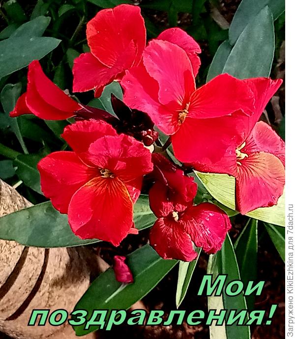 Милые  девушки, поздравляю всех вас с  Победой в конкурсе!