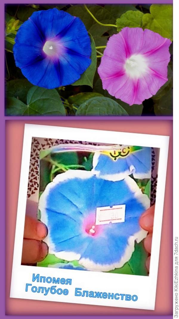 Фото точно не передаёт цвет: у нас есть розовая, ультрафиолетовая и ярко-малиновая... Теперь будет ещё  Голубая с каёмочкой...