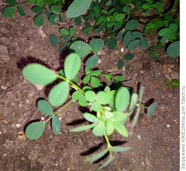 Вот тут  в очередной раз  чётко видно : листики у  моего  не из одной точки растут...