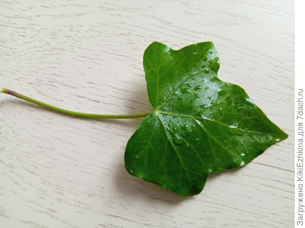 Этот  черенком занесён с осени 2021 года... приличную уже нарастил плеть - тянется к верхушке забора...