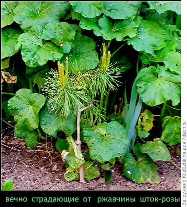 Состригла всё заражённое,  полила  Фитоспорином-М из лейки