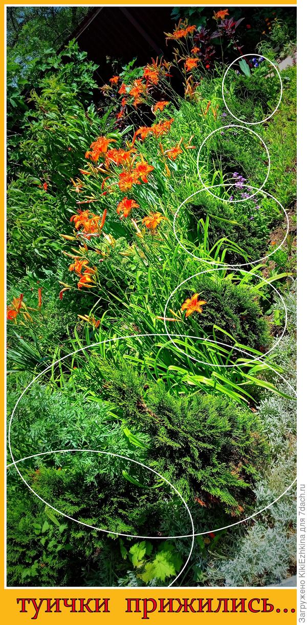 Туи высажены с 20 года, вероятно, пока растут нормально...