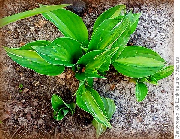 Этому,кажется,  повезло- на глазах сидит,часто обливается водичкой - вижу-  даже новые  приросты по  бокам  повылазили...