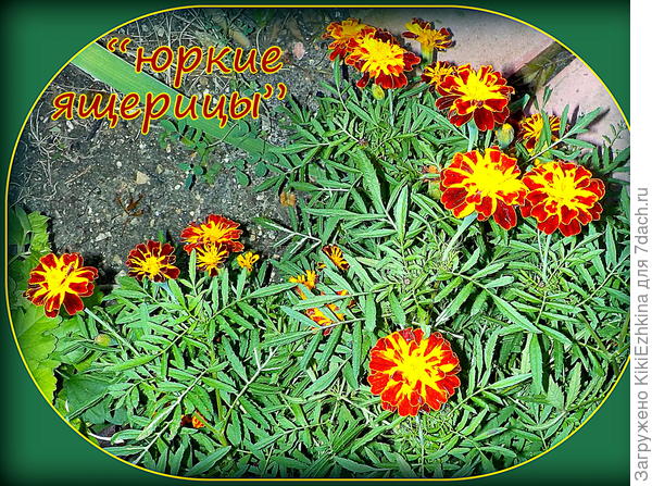 Название давным-давно переводила, получилось  :  суетливые, вертящиеся ... какие-то такие   ЯЩЕРИЦЫ...