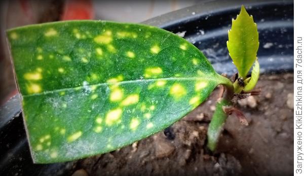 Начал  распускаться листочек малюсенький  и проявились-таки  его передне-листные зазубринки!