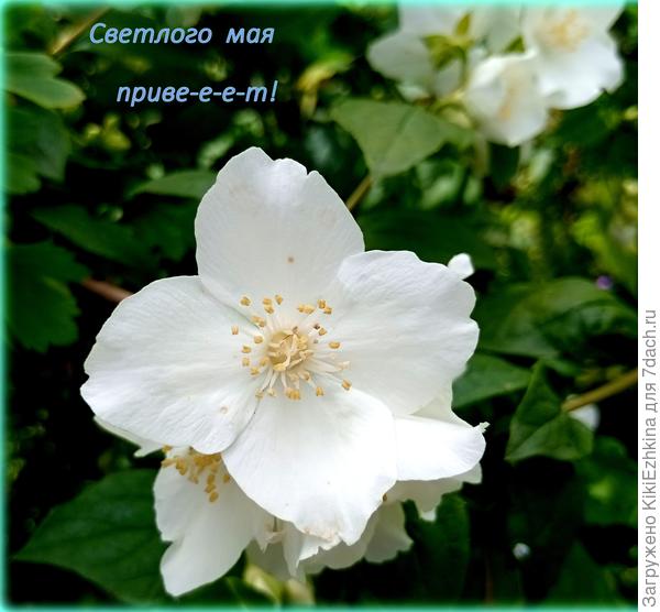 Старый  куст был очень красивый,  пришлось его вырубить - соседствовал с мангалом!