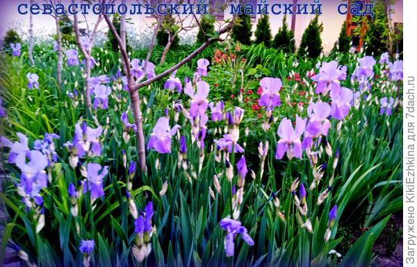 У нас  тоже  нескладуха:  Ирисы не  разом расцветают...