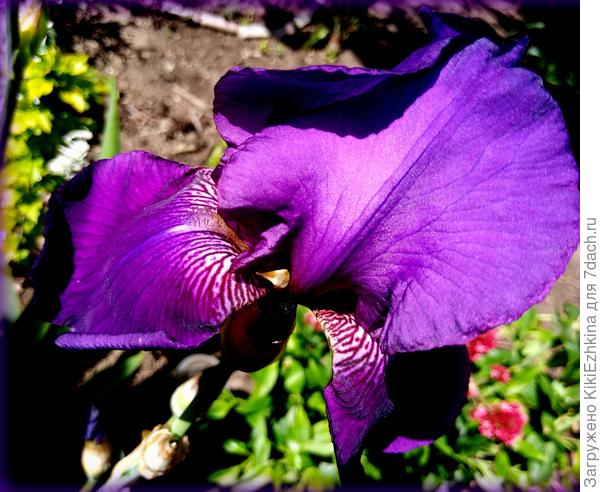 Сорт Фонтан Треви? (французский  сорт?)