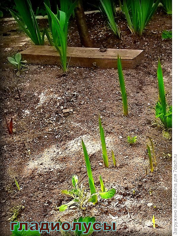 С левой стороны несколько Фиолетовых (видимо из деток) , а справа- Белые - надеюсь в этом году соберутся процвести  (третий  сезон из делёнок)