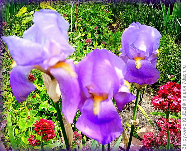 Самый верный простецкий сорт местного сиреневого Ириса ( у каждого забора растут именно эти Ирисы)
