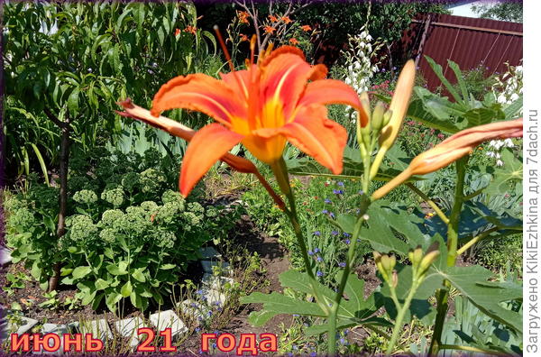 Королева Мая  солирует...