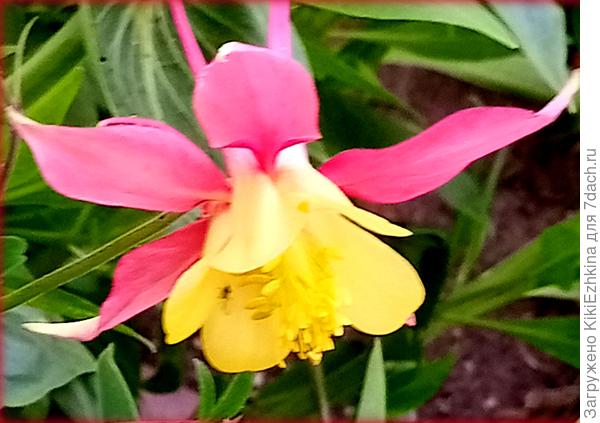 Этот  цветочек мне очень  нравится, но место для него я выбрала неудачное:  по соседству  с Валерианой  красной...