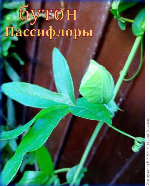 На днях решила  подлить  Бродилку под кустик Пассифлоры...