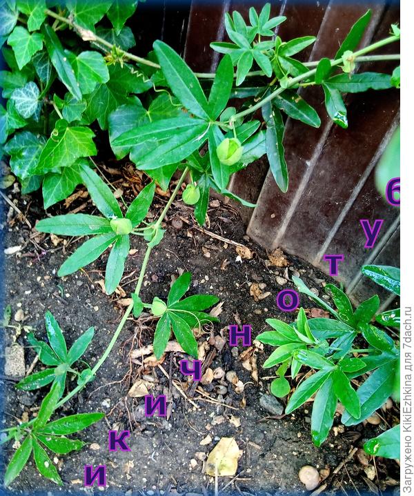 Первое цветение на  лиане Пассифлоры , я предполагала выдаст ОДИН  цветочек, однако - смотрите сами- сколько бутончиков на одной ветке... Есть ещё и на других ветвях!