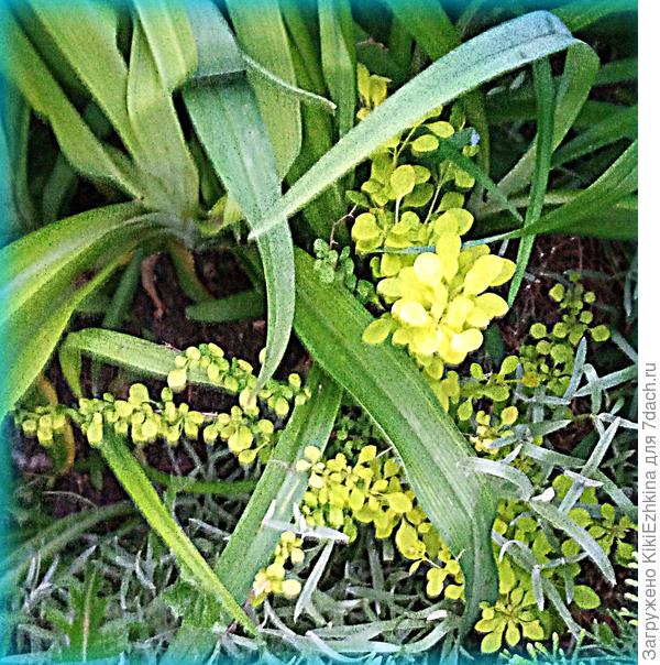 Барбарис Тунберга Ауреа Нана