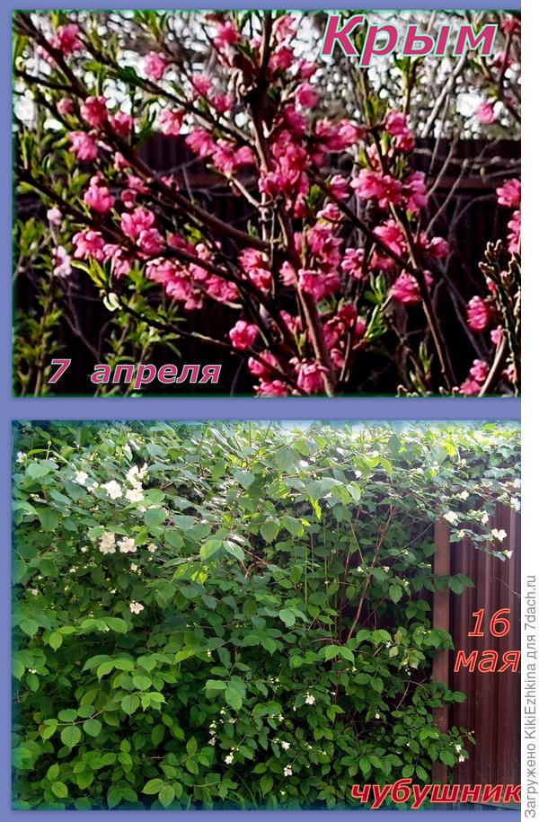 У нас  цветут уже  не деревья...