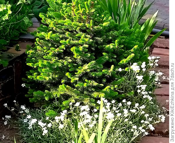 Разрослась  Ясколка под  Ёлочкой. А на старом  месте что-то я с ней  понаделала (кажется неправильно или не вовремя подстригла) - цветения нет...)