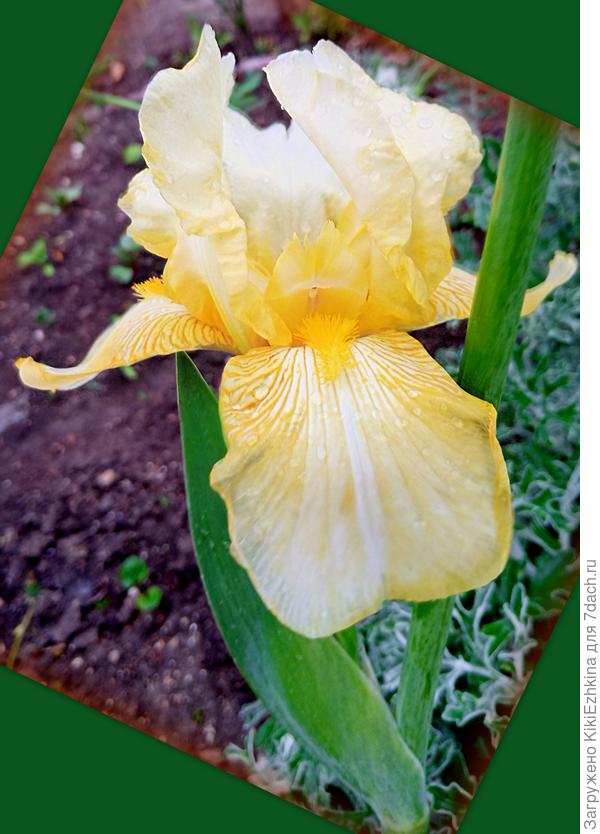 Последним зацвёл бледно-жёлтый, который  вообще  не смог   составить конкуренцию  фиолетово-сиреневой  волне!