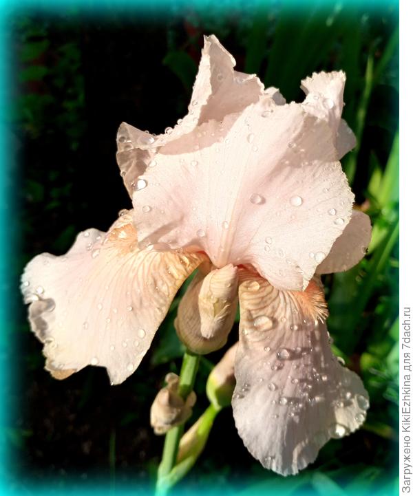 Рядом  с  цветущим садом  моих  сиреневых  такой  бледный  тон  выглядит как бедная сиротка!