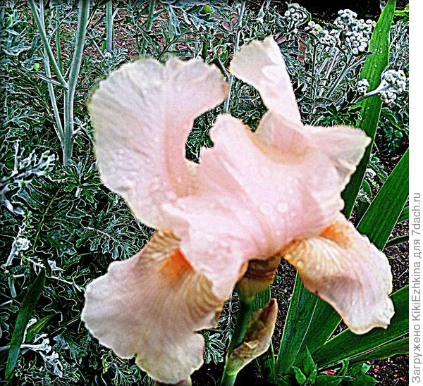 Обратите внимание - фон &quot;соседей&quot;  в виде серовато-серебристой Цинерарии на мой  взгляд  для бледного тона Ириса  мало подходит...  Надо сажать рядом с насыщенной зеленью,  ближе  к тёмному тону.. .