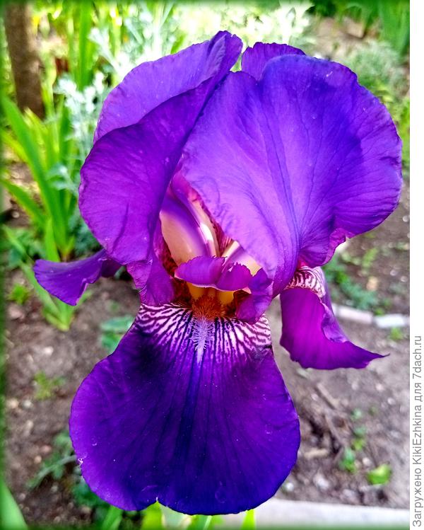 Среди  дарёных сортовых вырос вот этот красавец и  затмил буквально всех соседей...