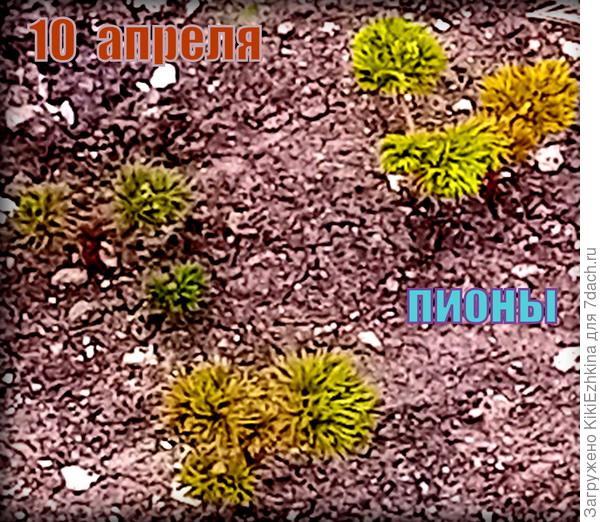 На ранней  стадии делала поливы, подливала жидкие удобрения,  подсыпала гранулированные весенние подкормки...