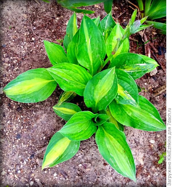 От этой  красотки собираюсь откопать  отросток, только сейчас на  кусте цветочек отрастает- не хочу беспокоить,наверное откопаю и пересажу  после цветения...