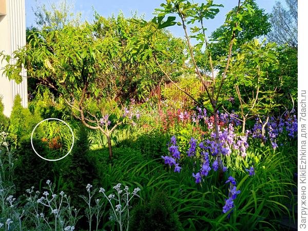 Слева можно видеть отцветший Рододендрон...