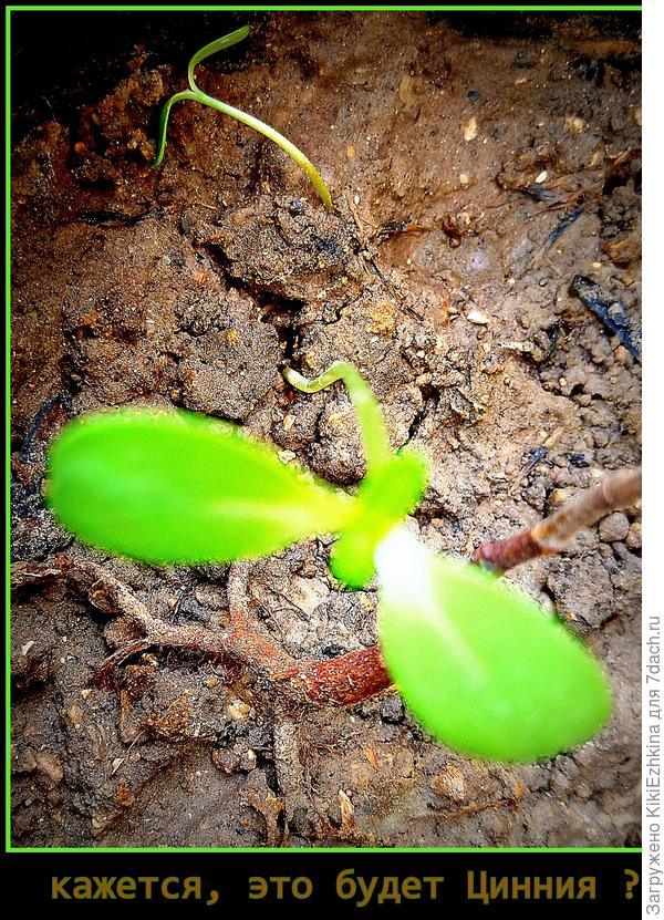 Похоже ,  надо молиться...