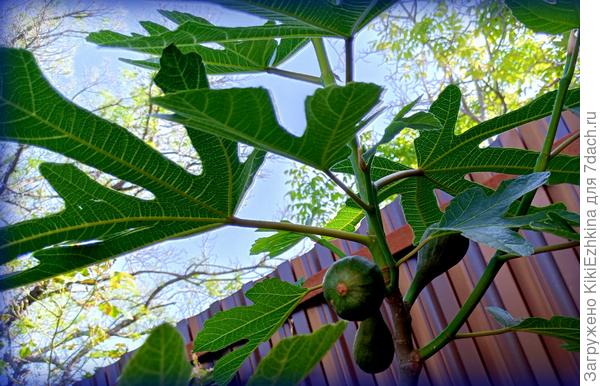 Зятёк  засадил весь сад  фигами -  и спасенья от них уже нет!