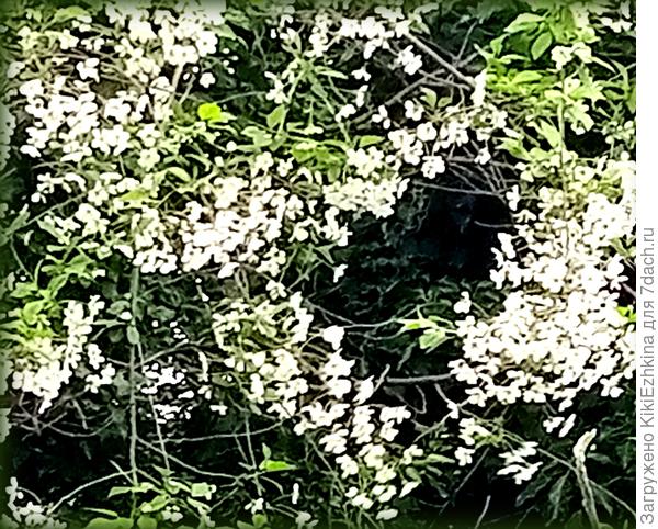 А наша старая вишня  обещает в этом году выдать неплохой  урожай...