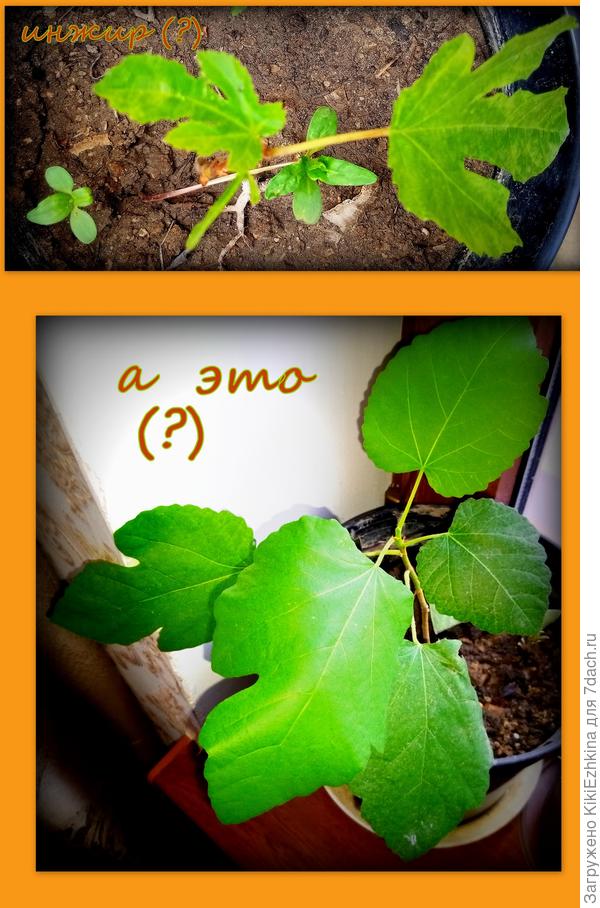 Есть версия- что это и есть Инжир из семян...