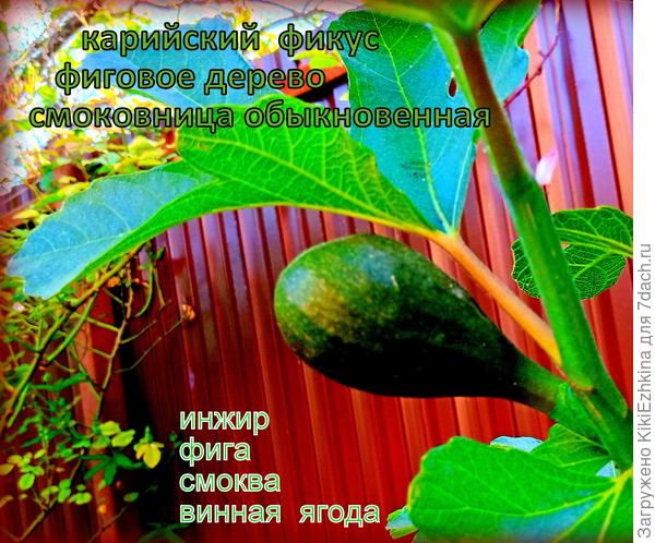 Когда-то в литературе встретилось название &quot;винная  ягода&quot;  и я  тогда полагала,что речь идёт о винограде...