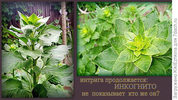 Продолжаю отгадывать  НЕОТГАДУЕМОЕ...