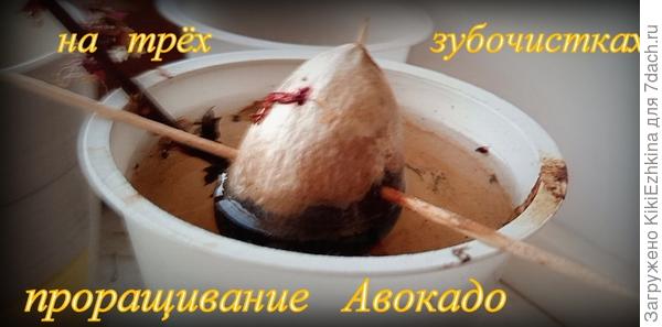 Очень долго- несколько месяцев эти продырявленные косточки  не  подавали признаков  изменений...