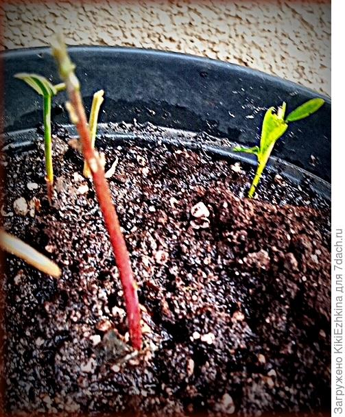 Вырос  высокий  голый  росток  более  10 см высотой и  в этом же  стакане оказался внутри  длиннючий    мощный корень , закрученный  в  спираль , около 15 см   длиной...