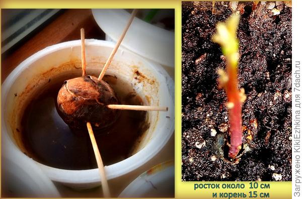 В этом  стакане оказался  закрутившийся из-за  тесноты длинный  корень  и  прямой  как стрела  длиннющий росток без листьев